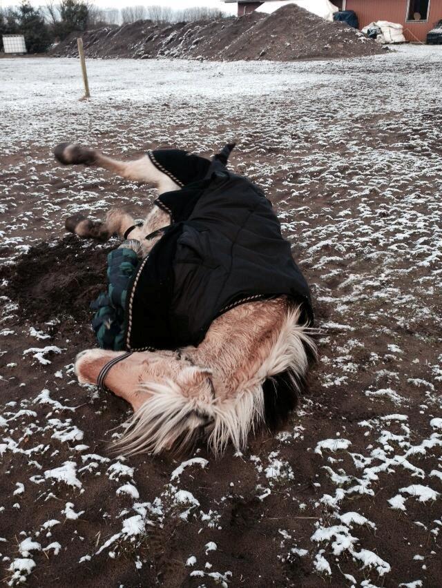 Fjordhest Frøkja - 2014 <3 Ret sød <3 billede 11