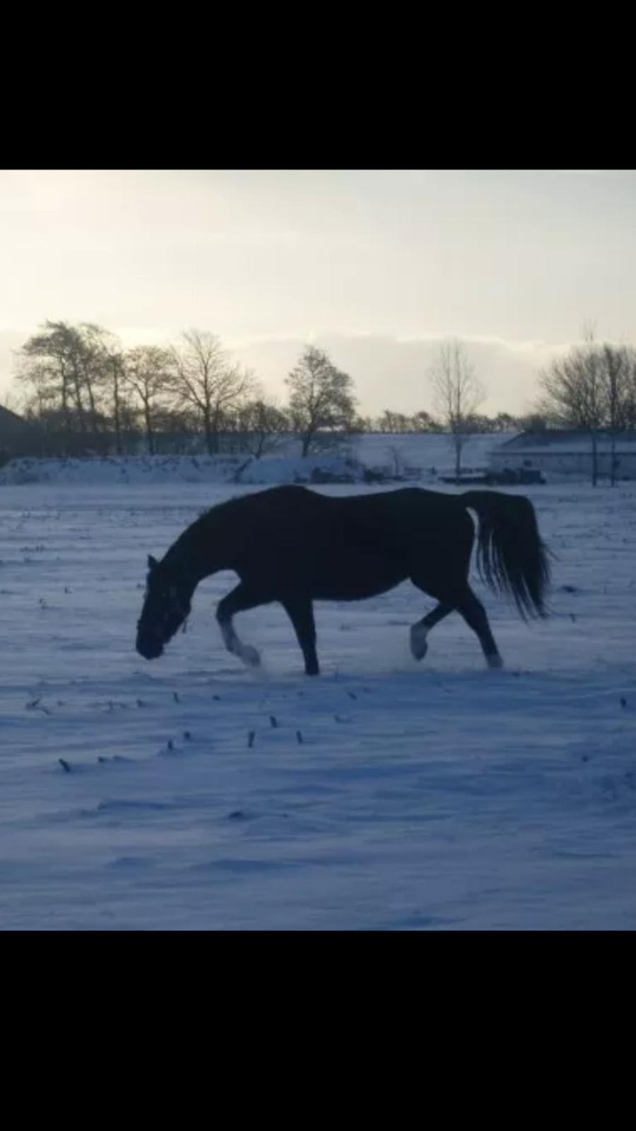 Oldenborg President billede 13