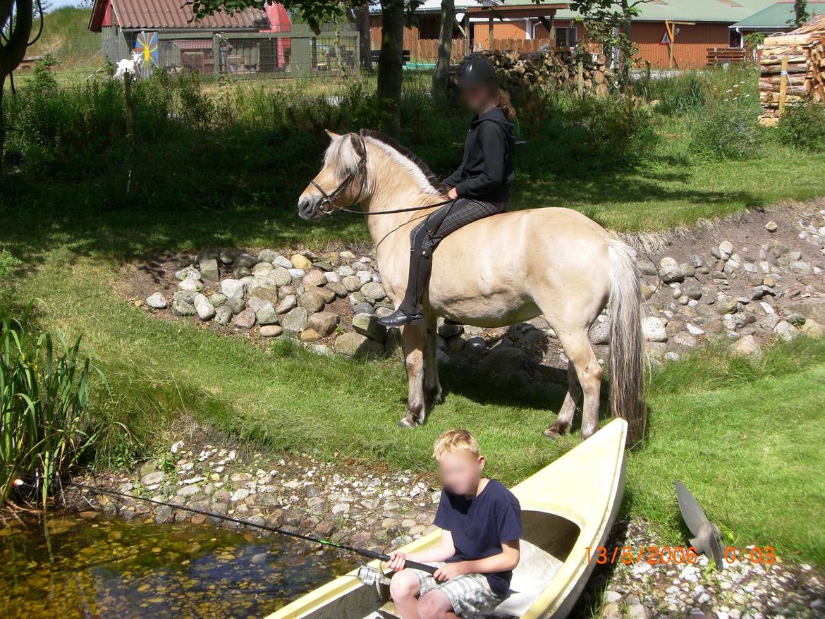 Fjordhest Frøkja - Freja da hun skulle prøves, for at se om vi ville købe hende <3 IKKE mit billede eller mig der rider! Men har fået lov til at låne billedet! :) billede 12
