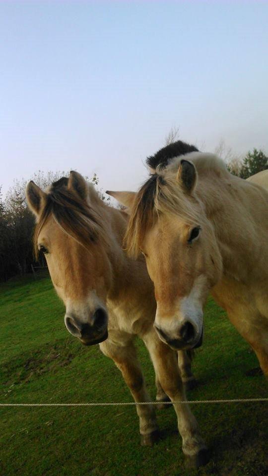 Fjordhest Thor - Odin til venstre og Thor til højre <3 Elsker de to <3 billede 14