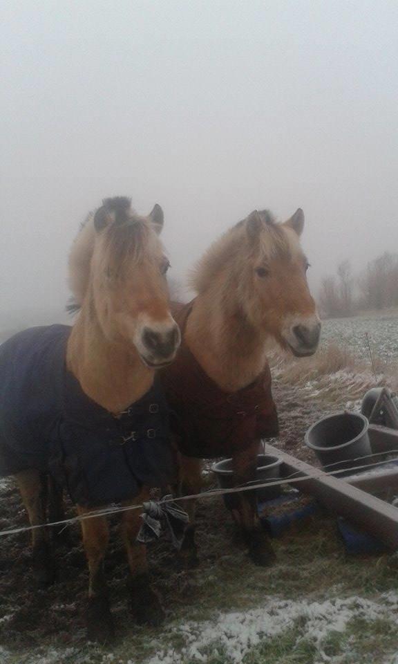 Fjordhest Thor - Thor med det blå og Toke med det brune <3 Så søde <3 billede 18