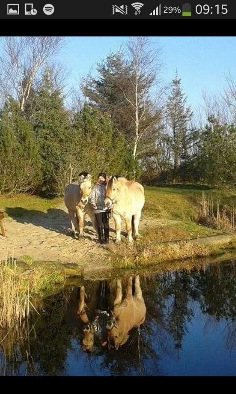 Fjordhest Thor - Thor til venstre og Odin til højre <3 Eeeelsker dem :P <3 2014-taget af: Cora <3 billede 16