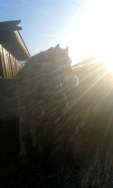 Fjordhest Thor - Cora og Thor <3 billede 20