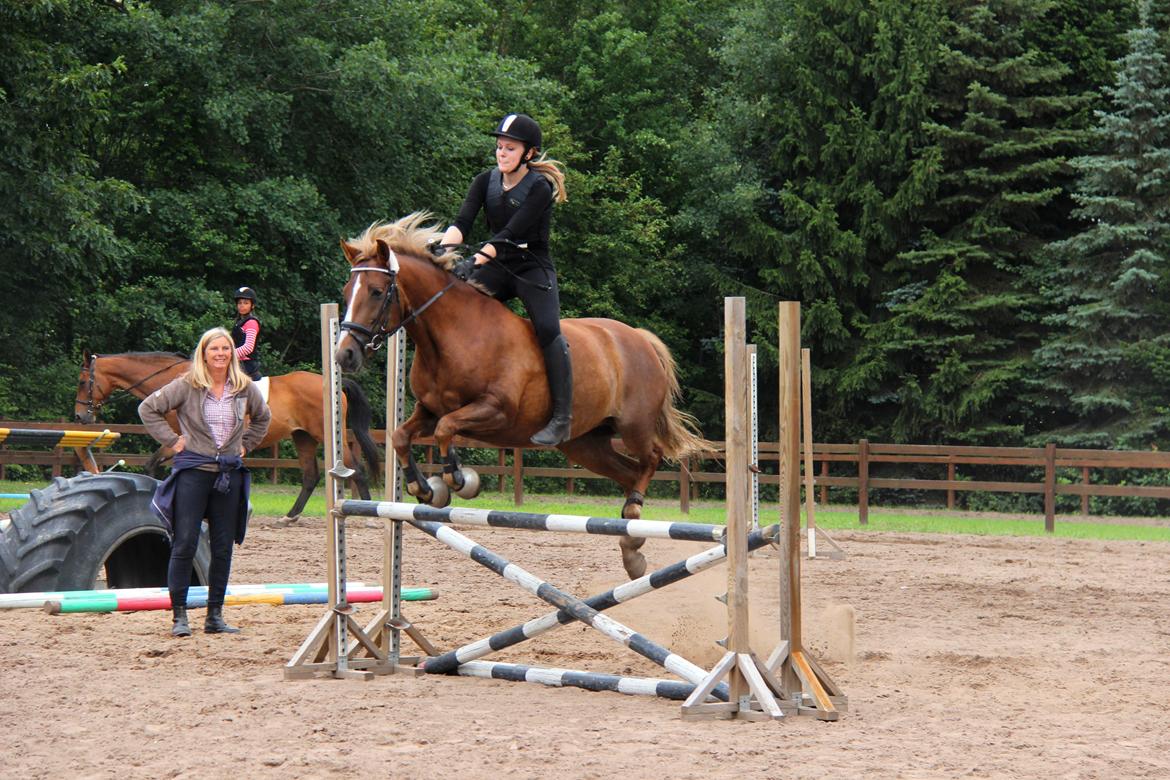 Anden særlig race Sasha billede 12