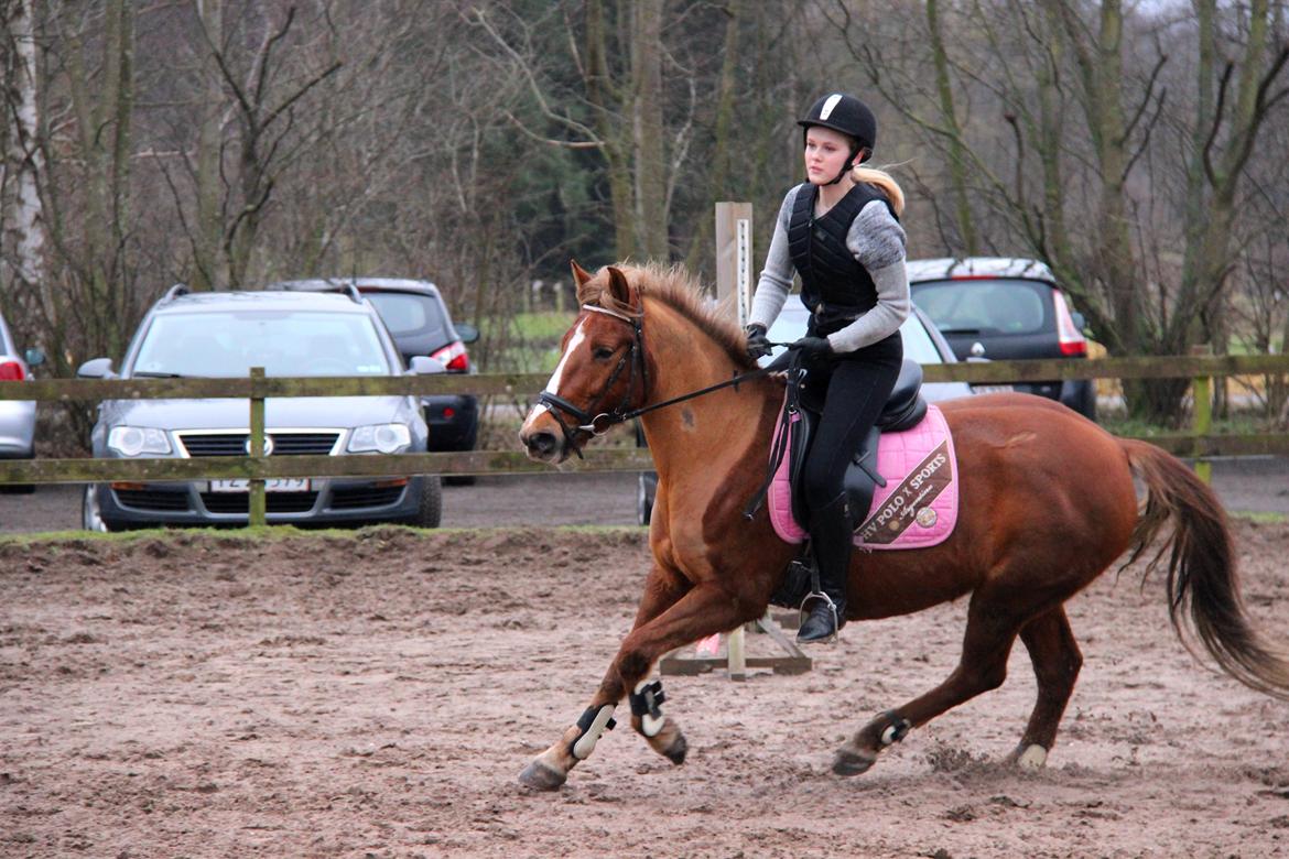 Anden særlig race Sasha billede 3