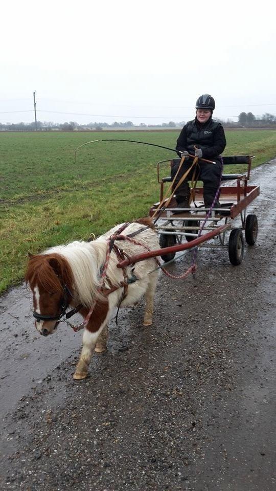 Miniature Bella billede 13