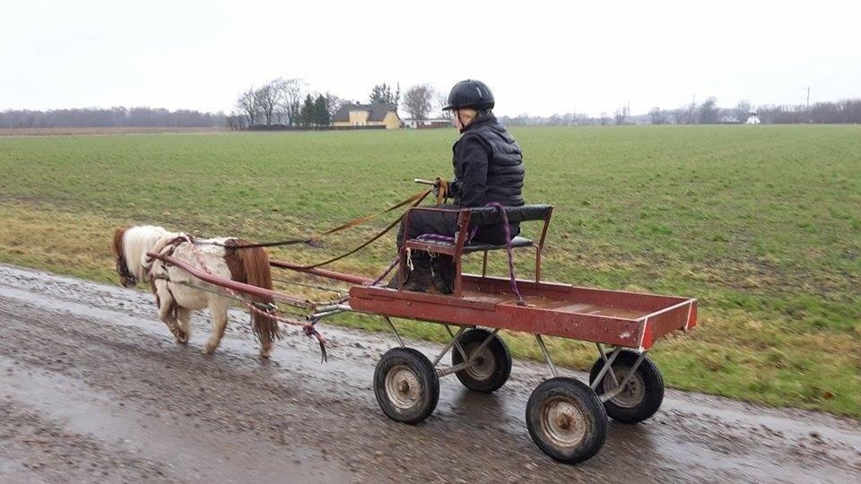 Miniature Bella billede 14