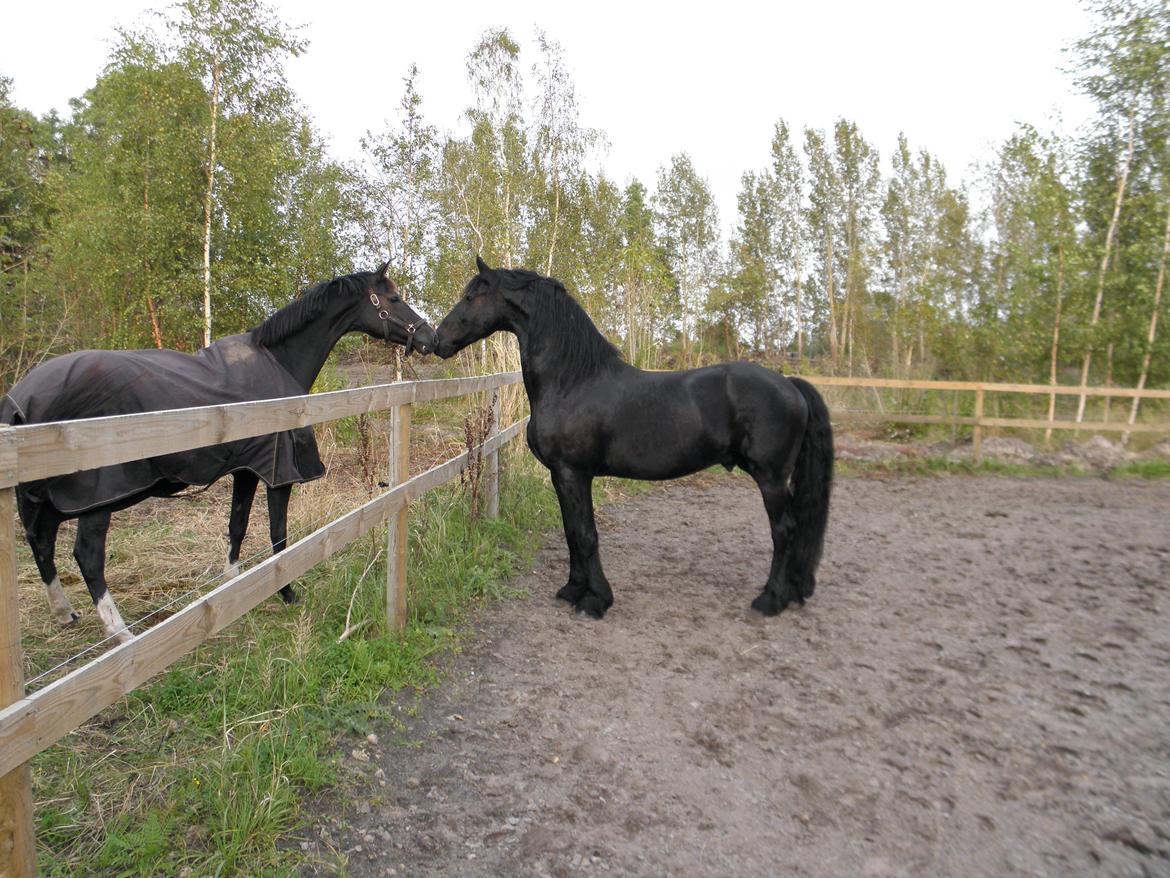 Frieser Jilker af Stasevang billede 4