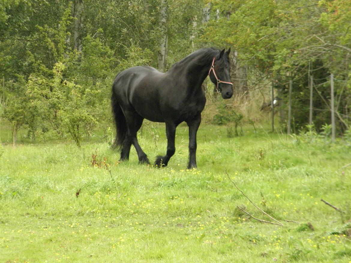 Frieser Jilker af Stasevang billede 5