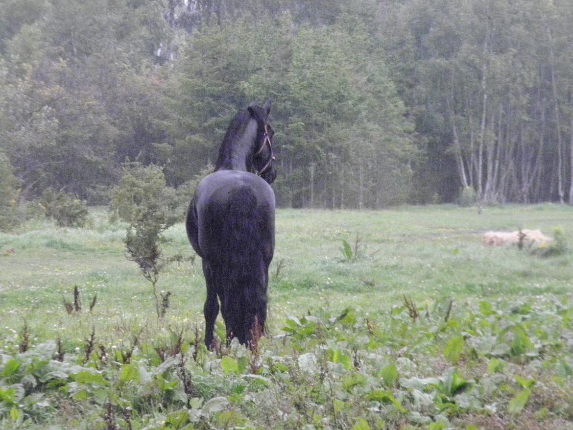 Frieser Jilker af Stasevang billede 7