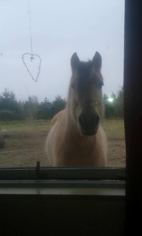 Fjordhest Bonanza Grønlund - 2015 billede 16