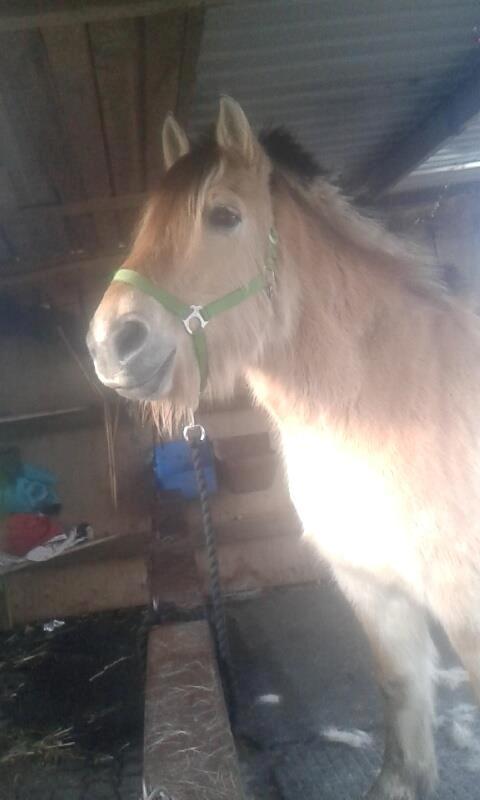 Fjordhest Bonanza Grønlund - 2015 billede 7