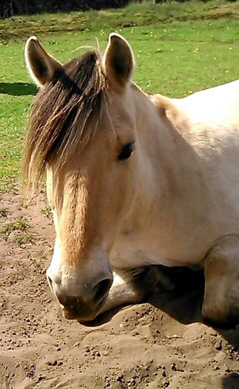 Fjordhest Bonanza Grønlund - Sommer 2014 billede 8