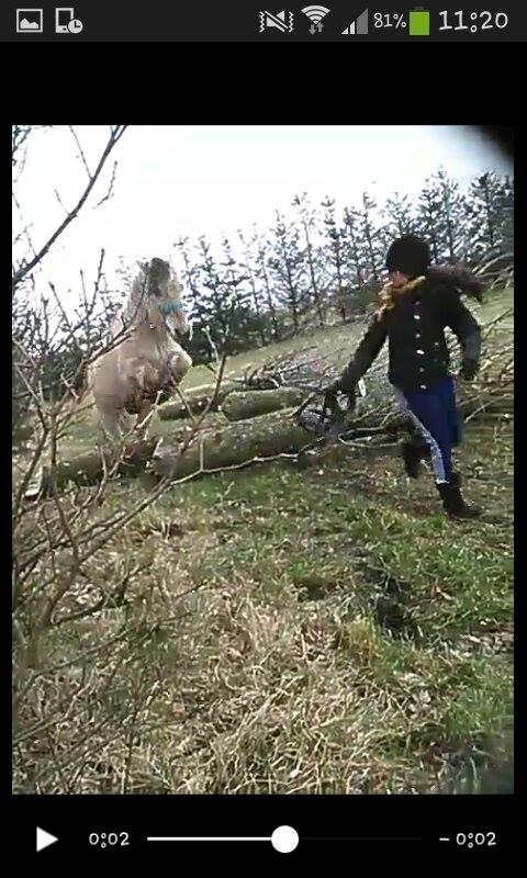 Fjordhest Bonanza Grønlund - Vi fandt da lige nogle træer så vi kunne hoppe lidt :P 2015 billede 2