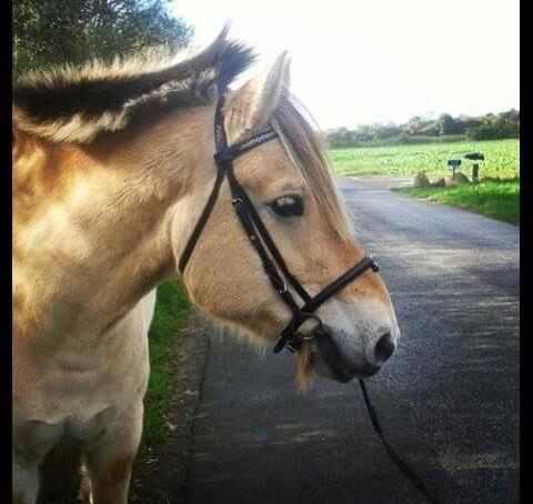 Fjordhest Bonanza Grønlund - Tak for besøget :P 2014 billede 20