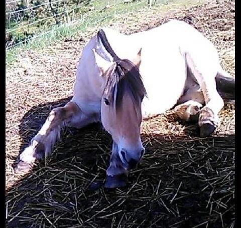 Fjordhest Bonanza Grønlund - 2014 billede 9