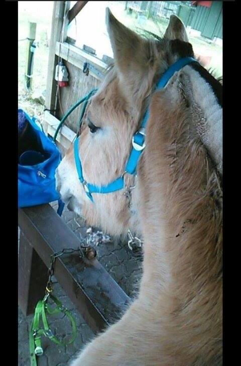 Fjordhest Bonanza Grønlund - 2015 billede 19