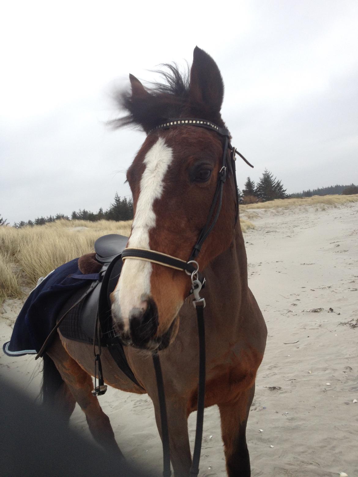 New Forest Miss Malou billede 12