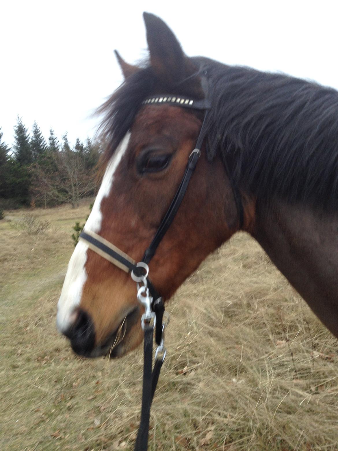 New Forest Miss Malou billede 13