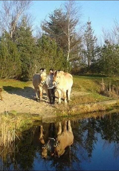 Fjordhest Bonanza Grønlund - Thor til venstre og Odin til højre. Foto: Cora <3 billede 5