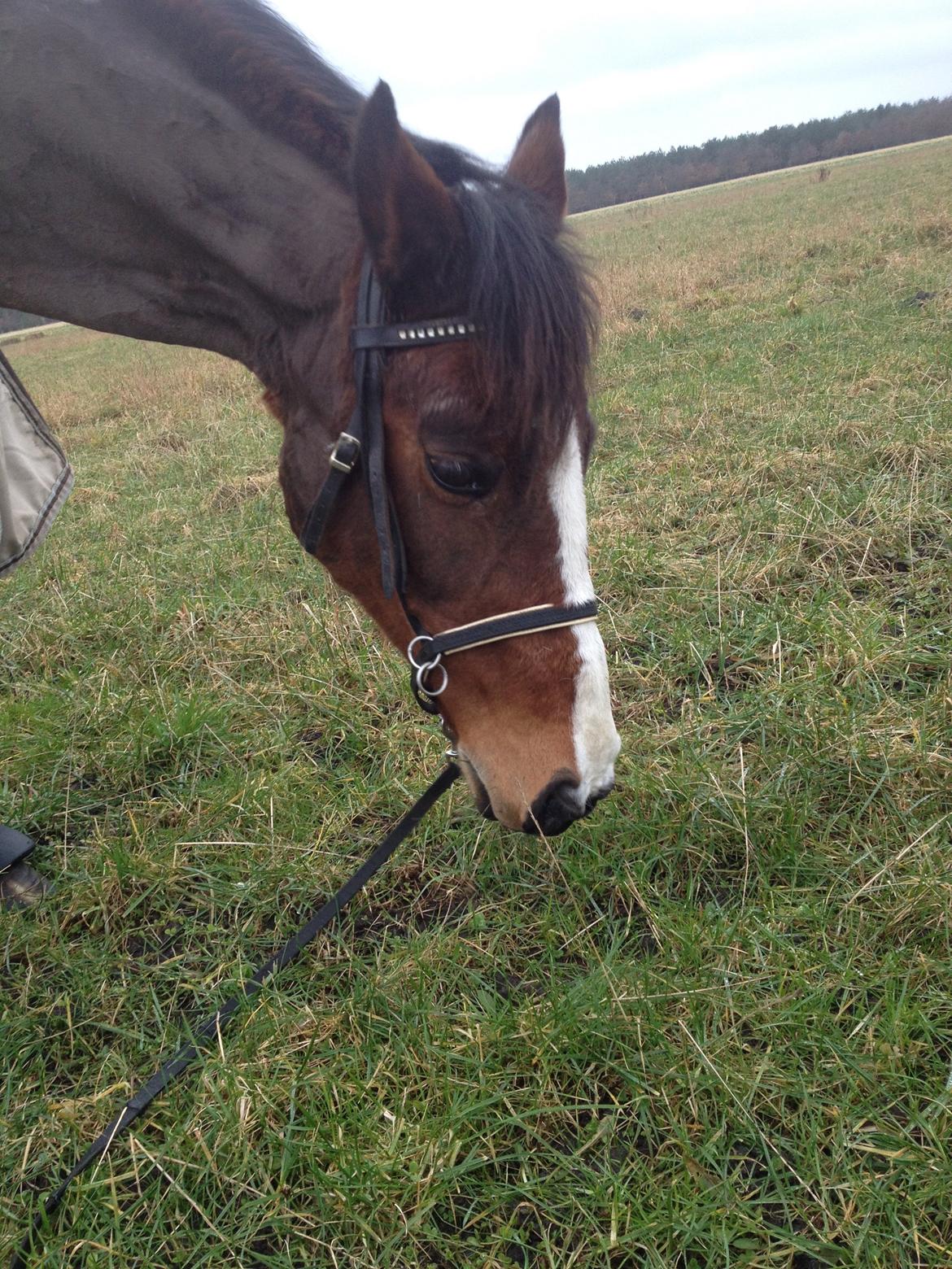 New Forest Miss Malou billede 14