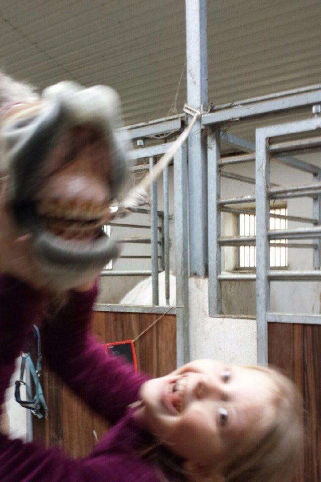 Fjordhest Nicolai (gamle part) billede 1