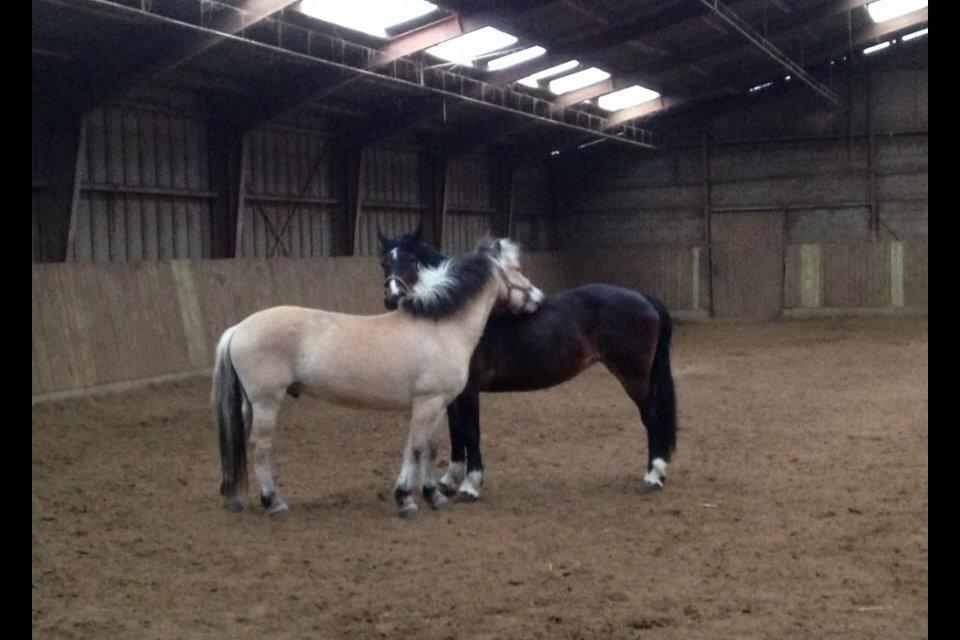 Fjordhest Nicolai (gamle part) billede 2