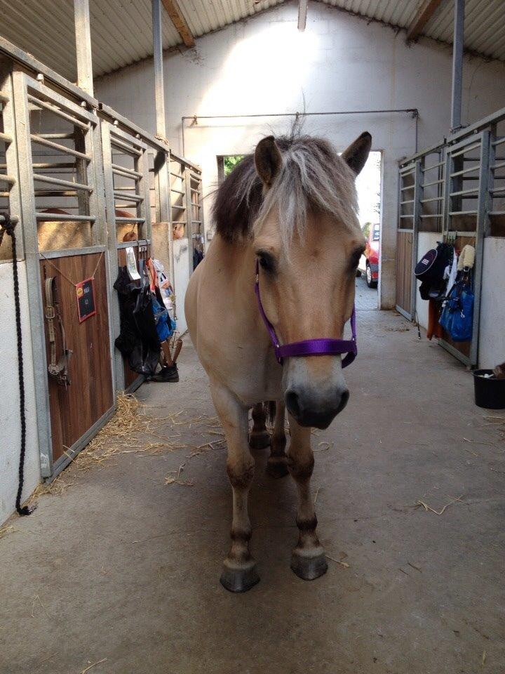 Fjordhest Nicolai (gamle part) billede 3