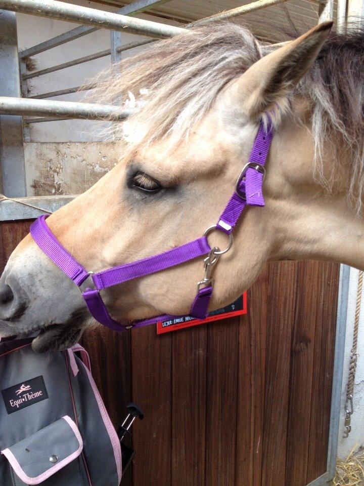 Fjordhest Nicolai (gamle part) billede 4