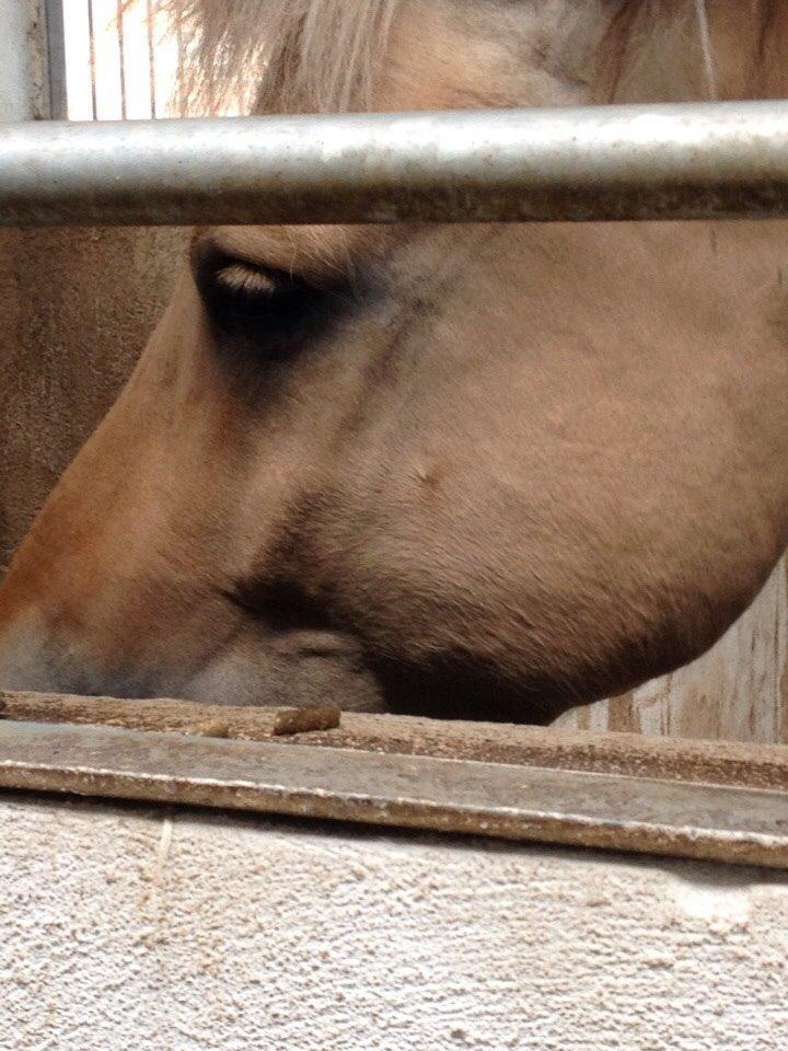 Fjordhest Nicolai (gamle part) billede 5