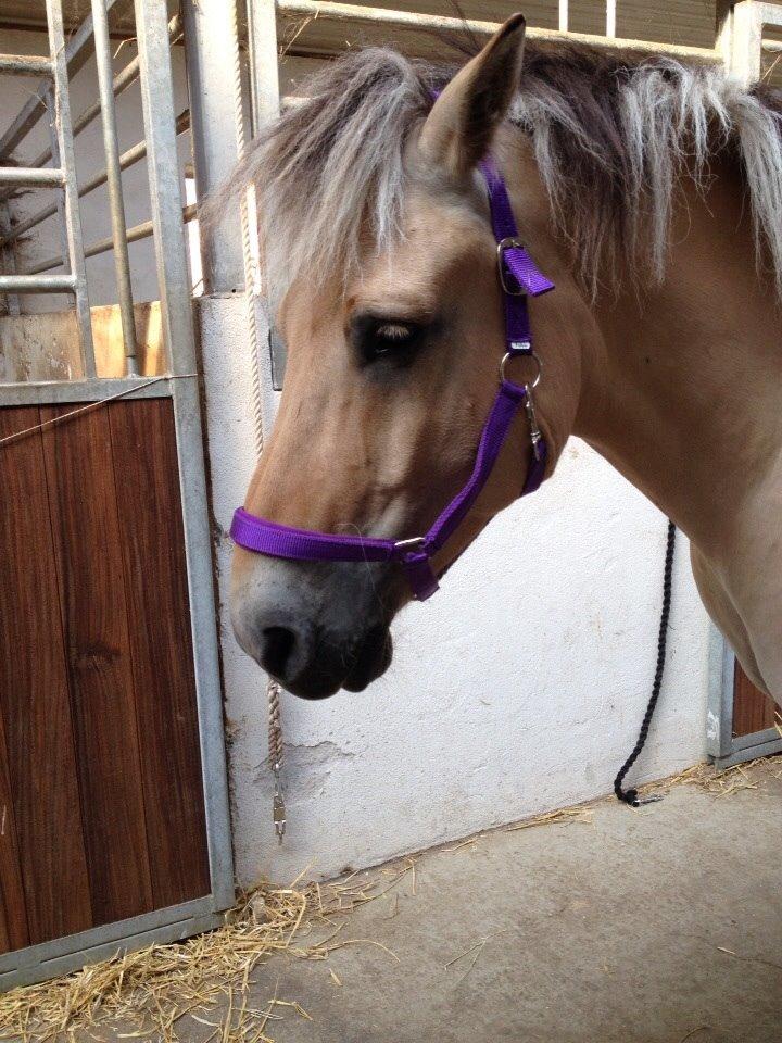 Fjordhest Nicolai (gamle part) billede 6