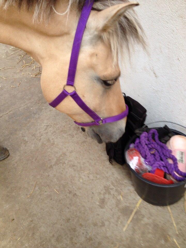 Fjordhest Nicolai (gamle part) billede 7