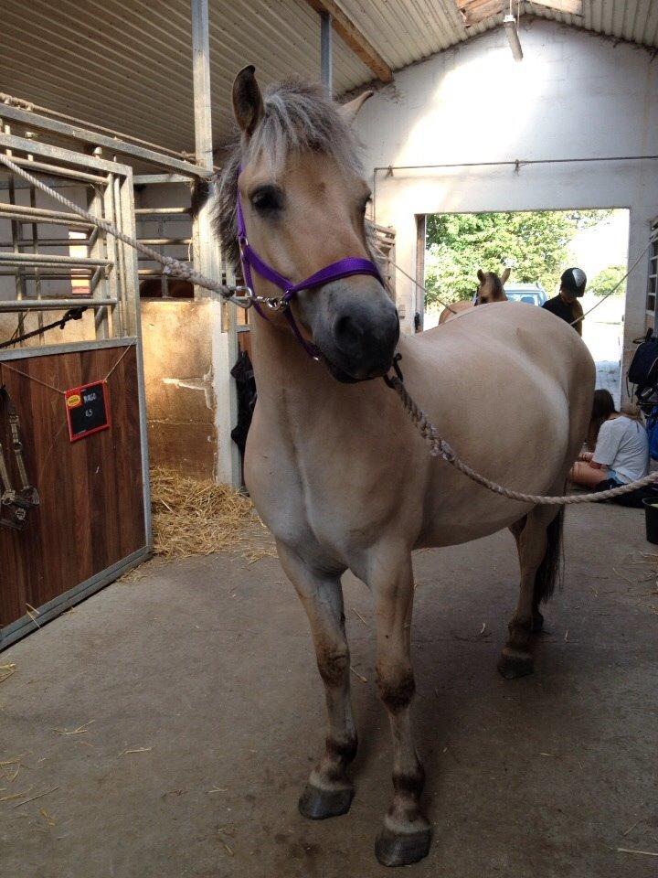 Fjordhest Nicolai (gamle part) billede 8