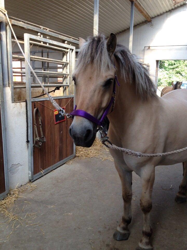 Fjordhest Nicolai (gamle part) billede 9