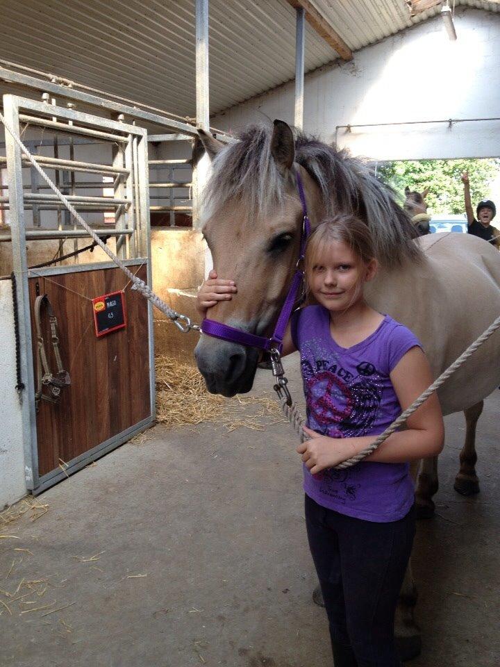 Fjordhest Nicolai (gamle part) billede 10