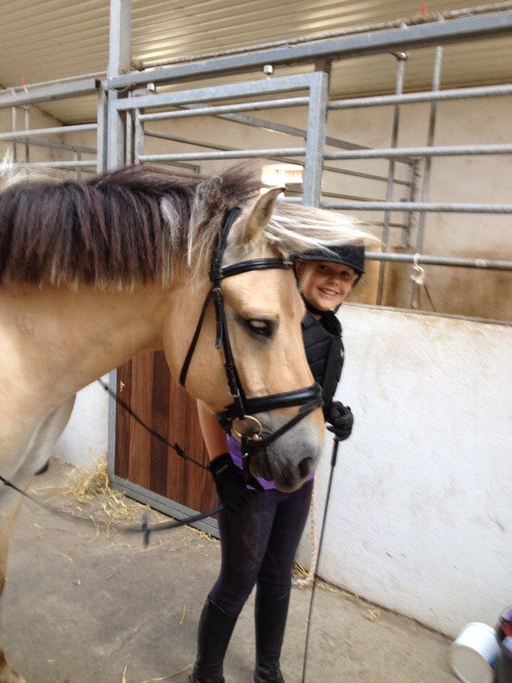 Fjordhest Nicolai (gamle part) billede 11