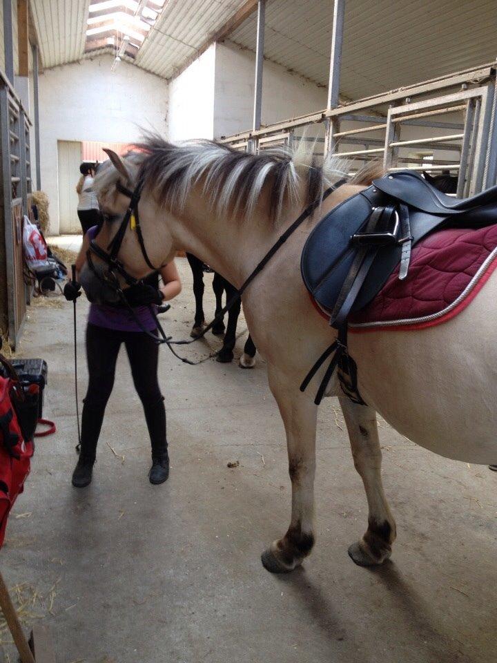 Fjordhest Nicolai (gamle part) billede 12