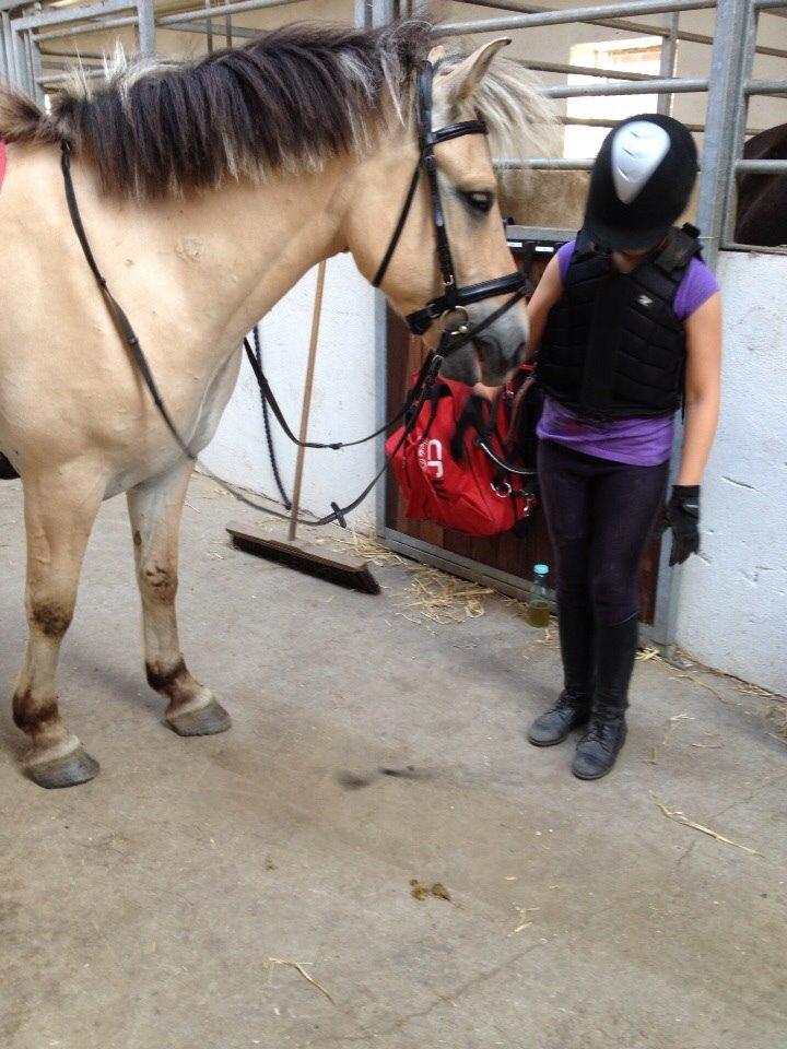 Fjordhest Nicolai (gamle part) billede 16