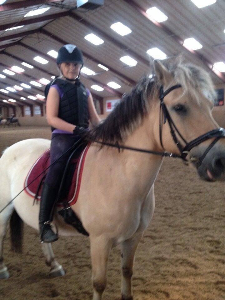 Fjordhest Nicolai (gamle part) billede 17