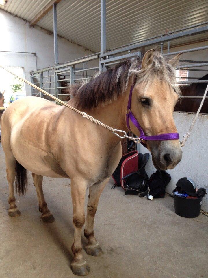 Fjordhest Nicolai (gamle part) billede 19