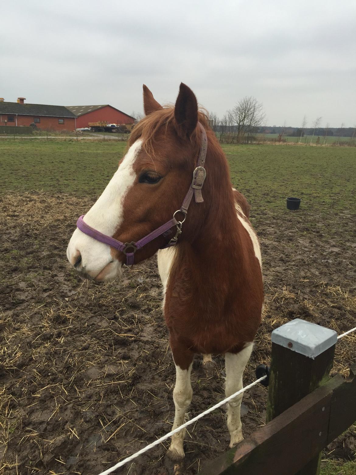 Pinto Cutter ( Frida) billede 6