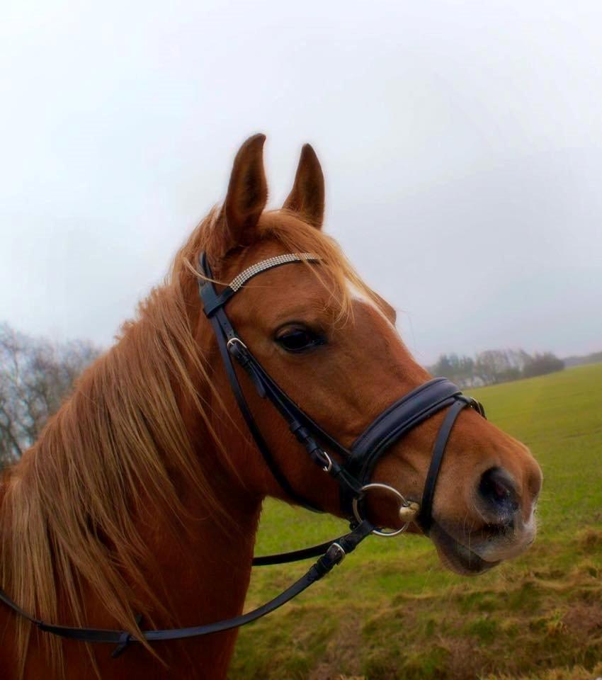 Arabisk fuldblod (OX) Mihrabs Beauty - Træning d. 21-02-15 billede 12