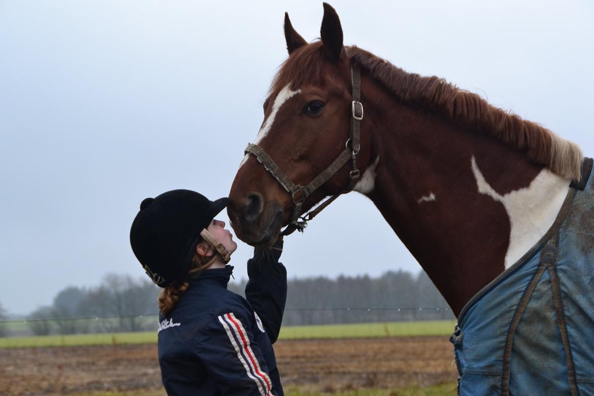 Pinto Hedens maki [HIMELHEST] billede 13