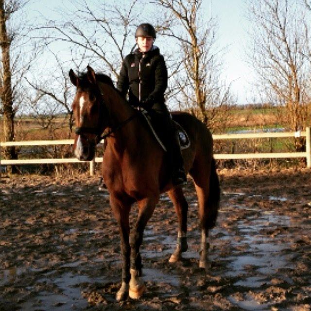 Dansk Varmblod HOLMGÅRDS QUILET billede 6