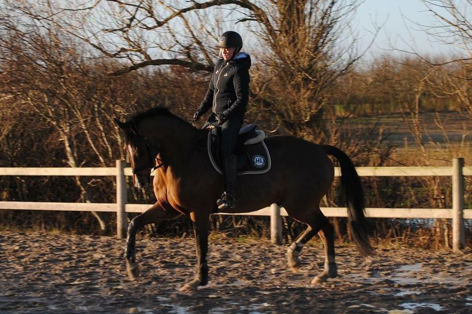 Dansk Varmblod HOLMGÅRDS QUILET billede 10