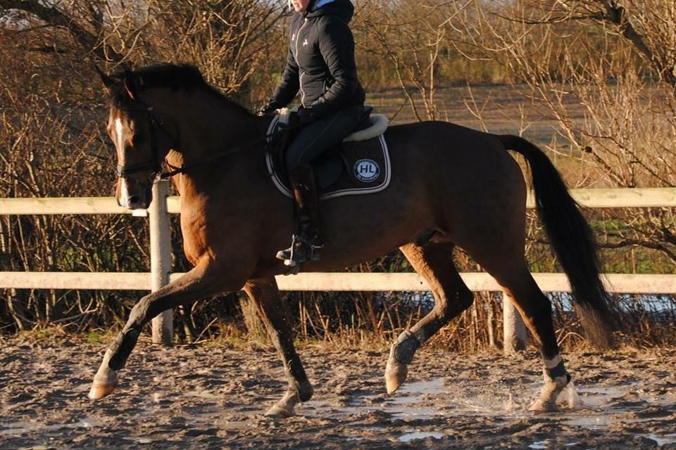 Dansk Varmblod HOLMGÅRDS QUILET billede 12