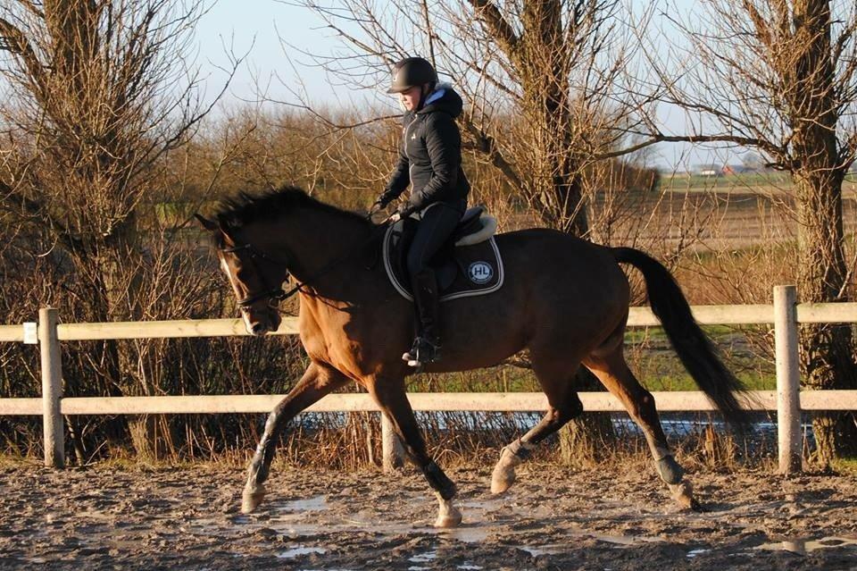 Dansk Varmblod HOLMGÅRDS QUILET billede 13