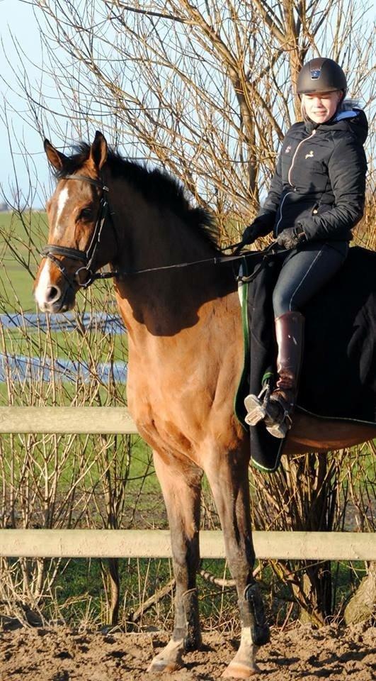 Dansk Varmblod HOLMGÅRDS QUILET billede 14