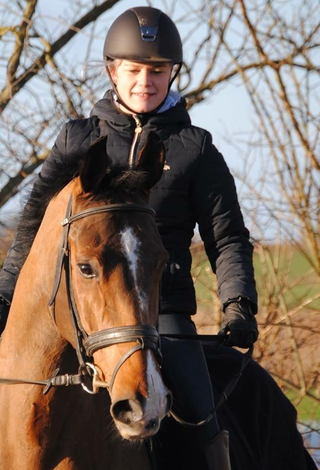 Dansk Varmblod HOLMGÅRDS QUILET billede 15