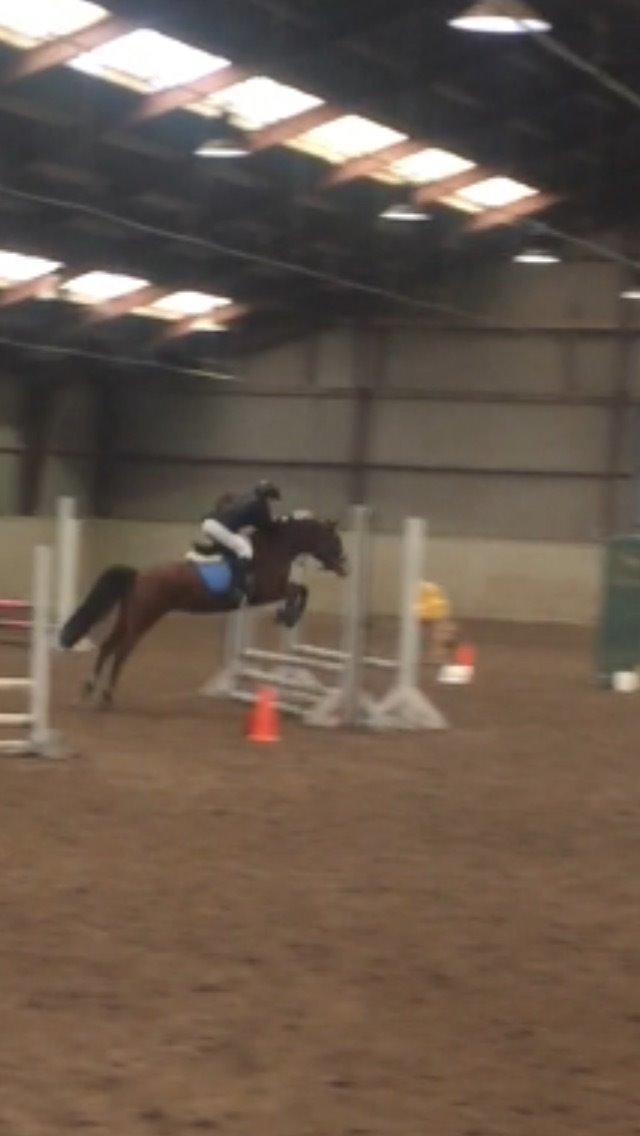 Pinto Araber Lotus Lana - We can fly!!! <3 billede 2